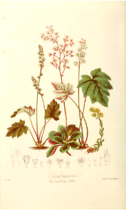 The Saxifrage Tribe. Illustrations of the Natural Orders of Plants v.1, Elizabeth Twining (1868)