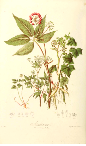 The Aralia Tribe. Illustrations of the Natural Orders of Plants v.1, Elizabeth Twining (1868)