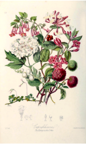 The Honeysuckle Tribe. Illustrations of the Natural Orders of Plants v.1, Elizabeth Twining (1868) images only clearer