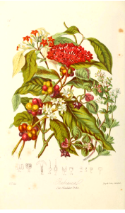 The Madder Tribe. Illustrations of the Natural Orders of Plants v.1, Elizabeth Twining (1868) images only clearer