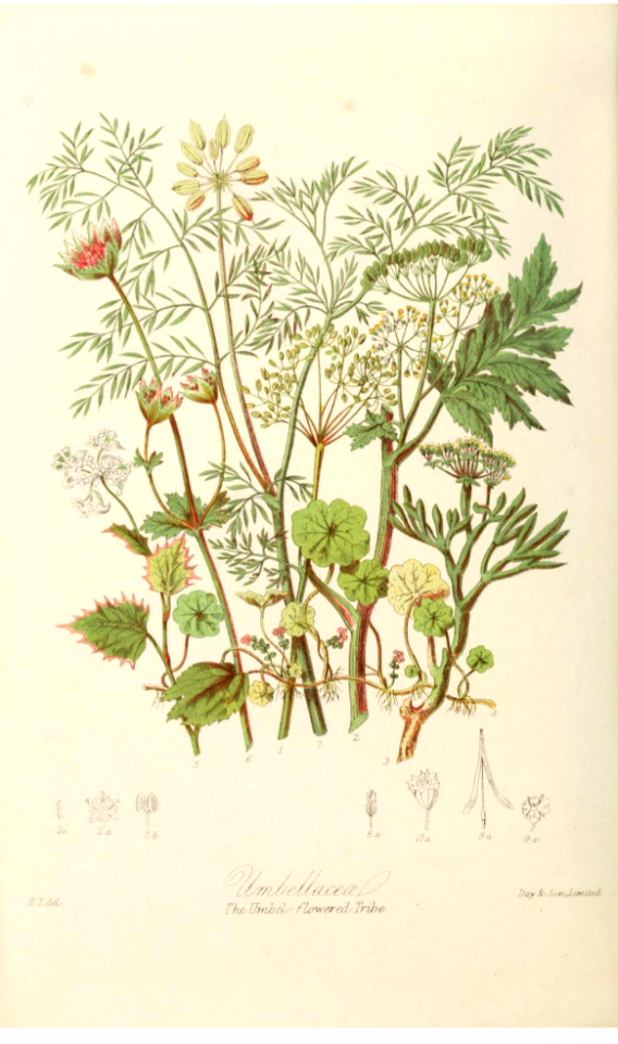 Illustrations of the Natural Orders of Plants v.1, Elizabeth Twining (1868)