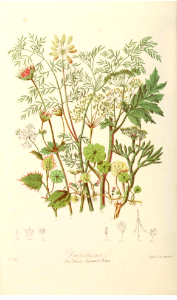 Illustrations of the Natural Orders of Plants v.1, Elizabeth Twining (1868)