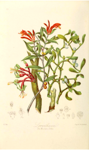 Campanulaceae. The Bell-flower Tribe. Illustrations of the Natural ...