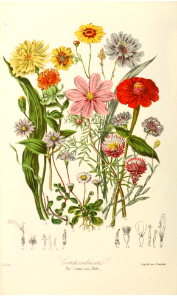 Asteraceae. The Composite Tribe. Illustrations of the Natural Orders of Plants v.1, Elizabeth Twining (1868) images only clearer