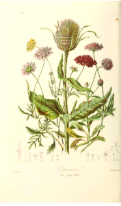 The Teazle Tribe. Illustrations of the Natural Orders of Plants v.1, Elizabeth Twining (1868) images only clearer