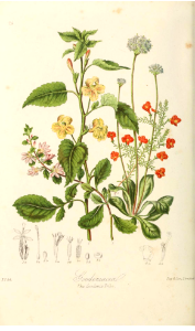 The Goodenia Tribe. Illustrations of the Natural Orders of Plants v.1, Elizabeth Twining (1868) images only clearer
