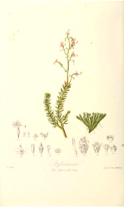 The Style-wort Tribe. Illustrations of the Natural Orders of Plants v.1, Elizabeth Twining (1868) images only clearer