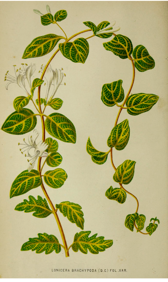 Variegated honeysuckle. La Belgique horticole, journal des jardins et des vergers, vol. 21- t.  (1871)