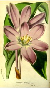 Autumn crocus (Colchium speciosum).