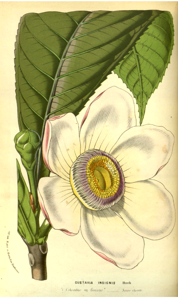 Gustavia augusta [as Gustavia insignis] Flore des serres et des jardins de l'Europe v.23 (1880)