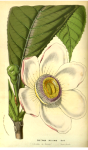 Gustavia augusta [as Gustavia insignis] Flore des serres et des jardins de l'Europe v.23 (1880). Free illustration for personal and commercial use.