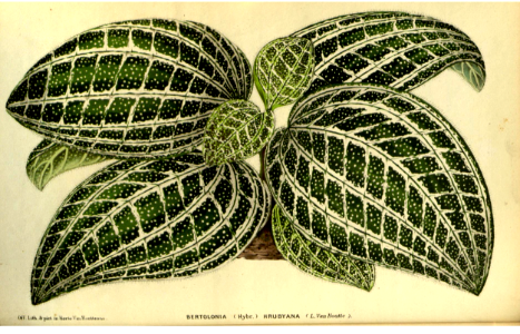 As Bertolonia hrubyana. Flore des serres et des jardins de l'Europe v.23 (1880). Free illustration for personal and commercial use.