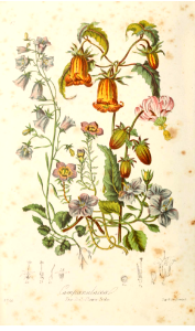 Campanulaceae. The Bell-flower Tribe. Illustrations of the Natural Orders of Plants v.1, Elizabeth Twining (1868) images only clearer