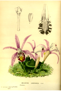 Pleione × lagenaria [as Coelogyne lagenaria]. Flore des serres et des jardins de l'Europe v.23 (1880)