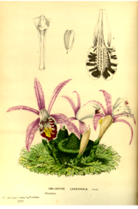 Pleione × lagenaria [as Coelogyne lagenaria]. Flore des serres et des jardins de l'Europe v.23 (1880). Free illustration for personal and commercial use.