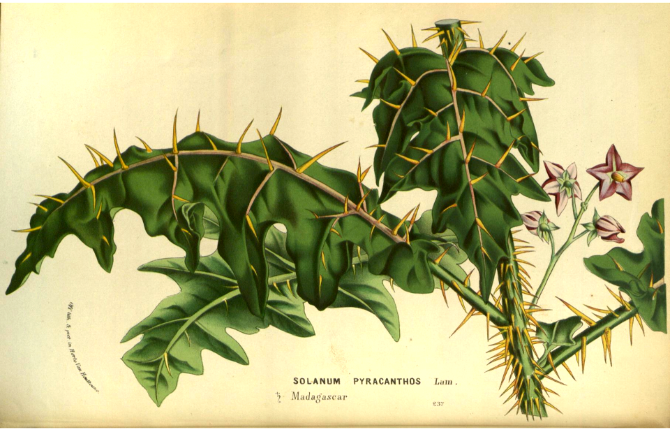 Porcupine tomato (Solanum pyracanthos). All parts of the plant are highly toxic.