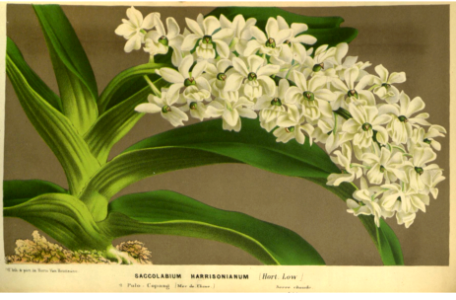 Foxtail orchid - Rhynchostylis gigantea [as Saccolabium harrisonianum].