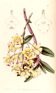 Blood-stained dendrobium (Dendrobium sanguinolentum)