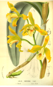 Laelia xanthina species orchid.