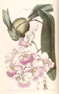 Cuitlauzina pendula [as Odontoglossum citrosmum].. Free illustration for personal and commercial use.