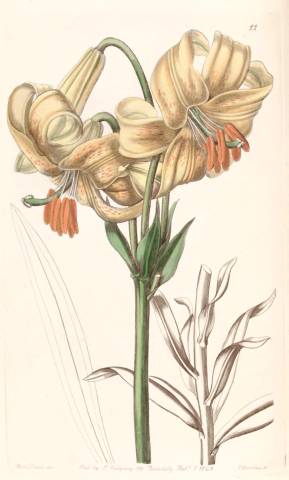 Nankeen lily (Lilium x testaceum)