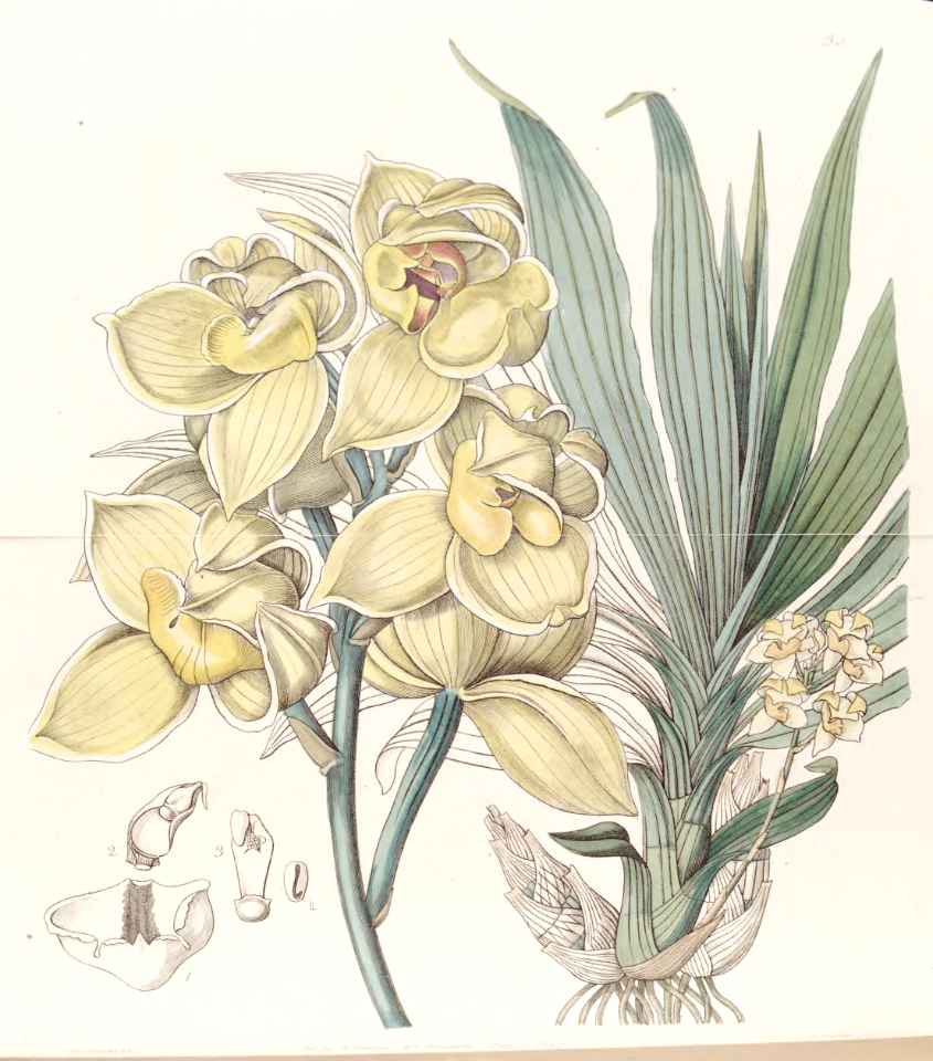 Dislocated Mormodes (Mormodes luxata). Edwards's Botanical Register v.29 (1843)