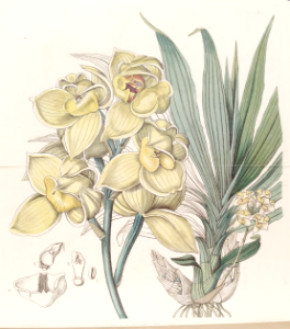 Dislocated Mormodes (Mormodes luxata). Edwards's Botanical Register v.29 (1843)