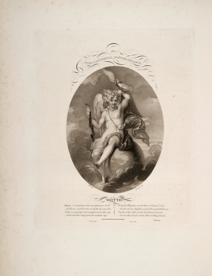 Universal Power of Love. Thornton, R.J., New illustration of the sexual system of Carolus von Linnaeus and the temple of Flora, or garden of nature, t. (1807)
