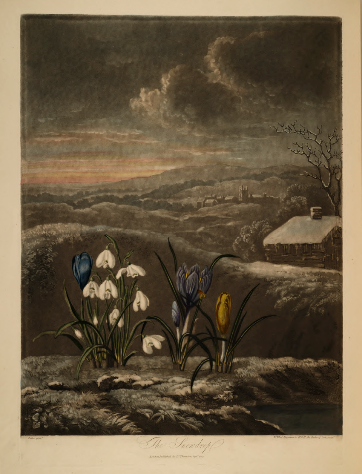 Snowdrop. Galanthus nivalis. Thornton, R.J., New illustration of the sexual system of Carolus von Linnaeus and the temple of Flora, or garden of nature, t. (1807)