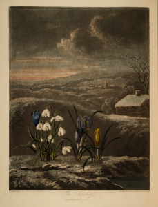 Snowdrop. Galanthus nivalis. Thornton, R.J., New illustration of the sexual system of Carolus von Linnaeus and the temple of Flora, or garden of nature, t. (1807). Free illustration for personal and commercial use.
