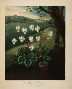 Persian cyclamen. Cyclamen persicum. Thornton, R.J., New illustration of the sexual system of Carolus von Linnaeus and the temple of Flora, or garden of nature, t. (1807). Free illustration for personal and commercial use.