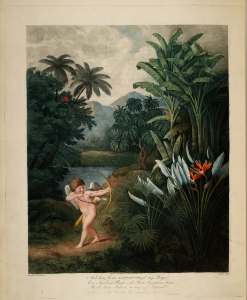 Heliconia sp. Thornton, R.J., New illustration of the sexual system of Carolus von Linnaeus and the temple of Flora, or garden of nature, t. (1807). Free illustration for personal and commercial use.