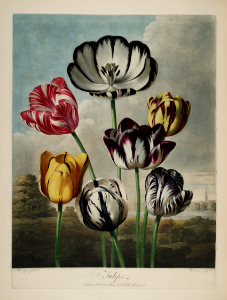 Garden tulips. Thornton, R.J., New illustration of the sexual system of Carolus von Linnaeus and the temple of Flora, or garden of nature, t. (1807). Free illustration for personal and commercial use.