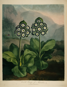 Auricula, mountain cowslip. Primula auricula. Thornton, R.J., New illustration of the sexual system of Carolus von Linnaeus and the temple of Flora, or garden of nature, t. (1807) copy. Free illustration for personal and commercial use.