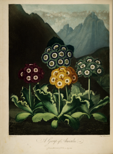 Auriculas. Mountain Cowslips. Primula auricula. Thornton, R.J., New illustration of the sexual system of Carolus von Linnaeus and the temple of Flora, or garden of nature, t. (1807). Free illustration for personal and commercial use.