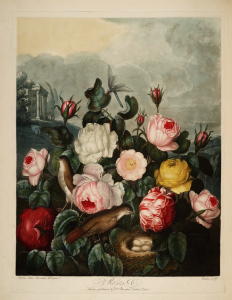 Rosa hort. Thornton, R.J., New illustration of the sexual system of Carolus von Linnaeus and the temple of Flora, or garden of nature, t. (1807). Free illustration for personal and commercial use.