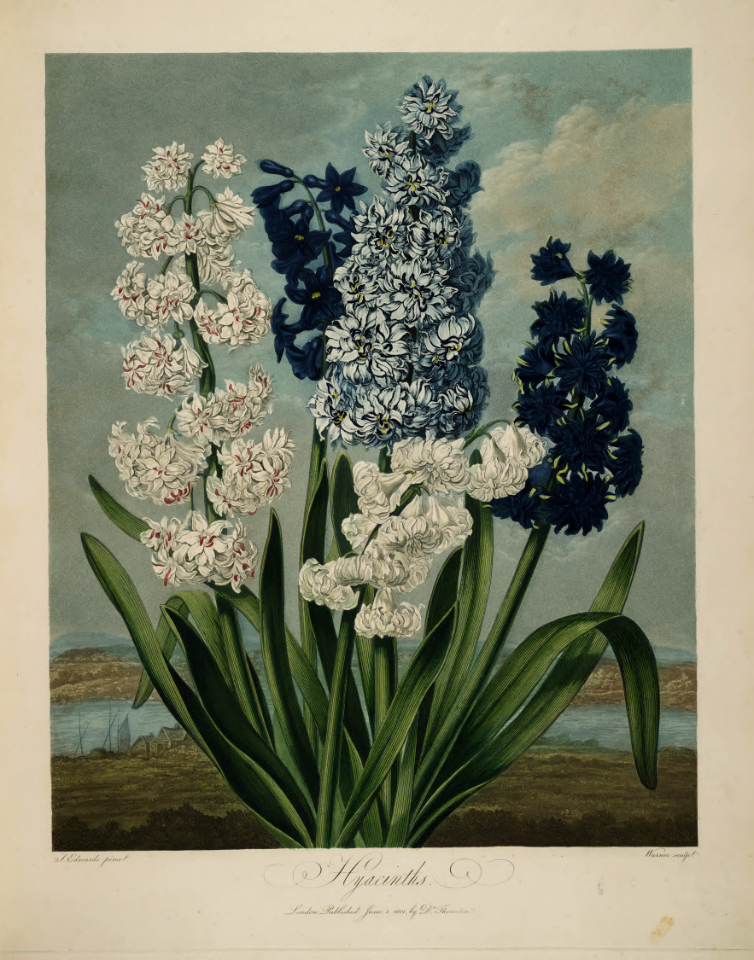 Hyacinthus hort. Thornton, R.J., New illustration of the sexual system of Carolus von Linnaeus and the temple of Flora, or garden of nature, t. (1807)