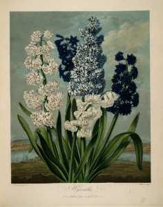 Hyacinthus hort. Thornton, R.J., New illustration of the sexual system of Carolus von Linnaeus and the temple of Flora, or garden of nature, t. (1807). Free illustration for personal and commercial use.