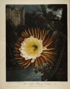 Selenicereus grandiflorus- [as Cactus grandiflorus]. Thornton, R.J., New illustration of the sexual system of Carolus von Linnaeus and the temple of Flora, or garden of nature, t. (1807)