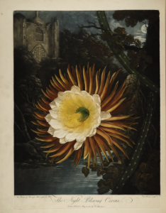 Selenicereus grandiflorus- [as Cactus grandiflorus]. Thornton, R.J., New illustration of the sexual system of Carolus von Linnaeus and the temple of Flora, or garden of nature, t. (1807). Free illustration for personal and commercial use.