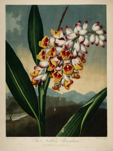 Shell ginger. Alpinia zerumbet- [as Renealmia nutans]. Thornton, R.J., New illustration of the sexual system of Carolus von Linnaeus and the temple of Flora, or garden of nature, t. (1807). Free illustration for personal and commercial use.