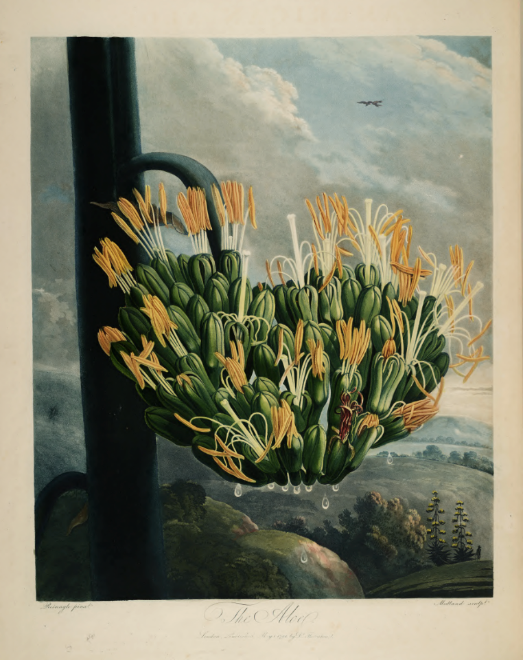 American agave, century plant. Agave americana.- Thornton, R.J., New illustration of the sexual system of Carolus von Linnaeus and the temple of Flora, or garden of nature, t. (1807)