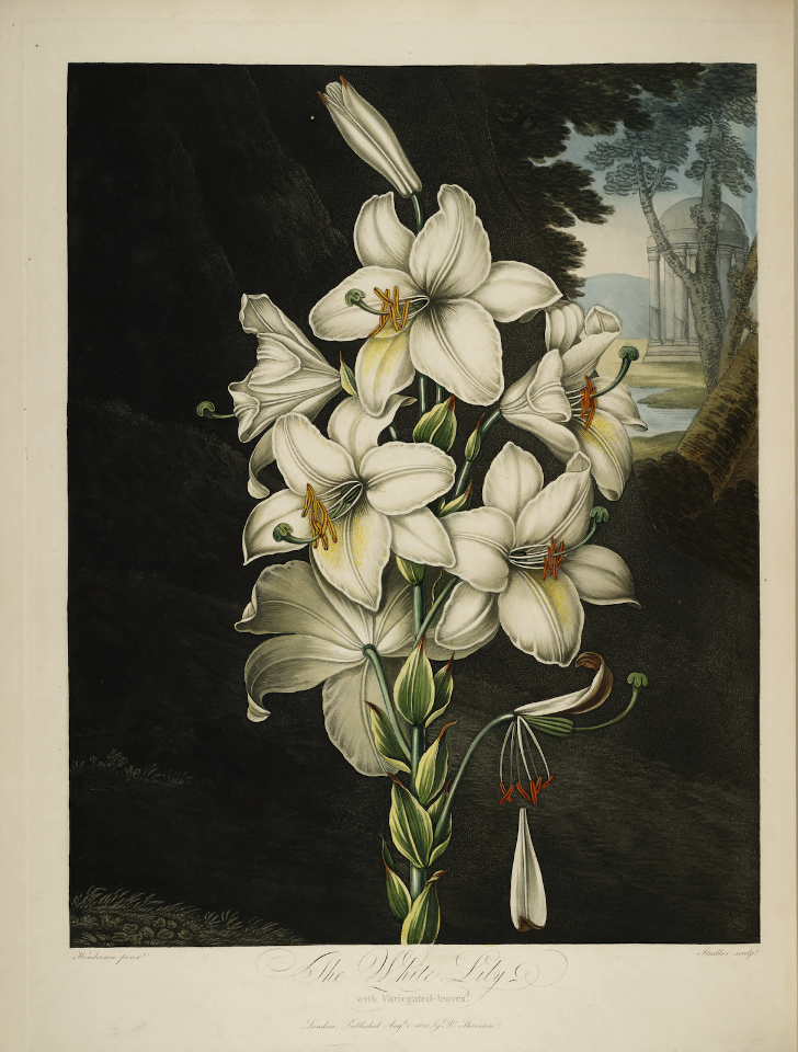 Madonna Lily. Lilium candidum. Thornton, R.J., New illustration of the sexual system of Carolus von Linnaeus and the temple of Flora, or garden of nature, t. (1807)