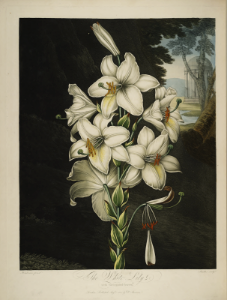 Madonna Lily. Lilium candidum. Thornton, R.J., New illustration of the sexual system of Carolus von Linnaeus and the temple of Flora, or garden of nature, t. (1807)
