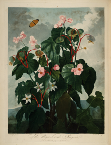 Begonia obliqua. Thornton, R.J., New illustration of the sexual system of Carolus von Linnaeus and the temple of Flora, or garden of nature, t. (1807). Free illustration for personal and commercial use.