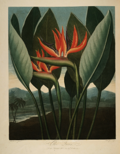22 Bird of paradise flower. Strelitzia reginae.- Thornton, R.J., New illustration of the sexual system of Carolus von Linnaeus and the temple of Flora, or garden of nature, t. (1807). Free illustration for personal and commercial use.