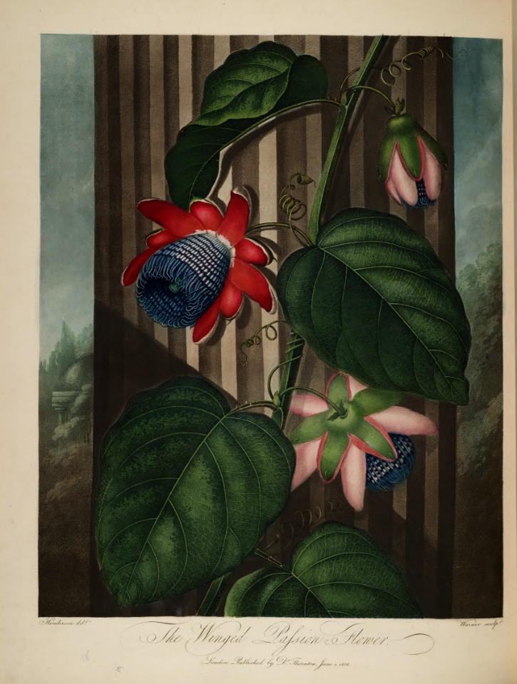 Winged passion flower. Passiflora alata. Thornton, R.J., New illustration of the sexual system of Carolus von Linnaeus and the temple of Flora, or garden of nature, t. (1807)