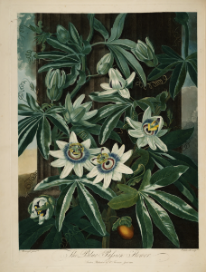 Blue crown passion flower. Passiflora caerulea. Thornton, R.J., New illustration of the sexual system of Carolus von Linnaeus and the temple of Flora, or garden of nature, t. (1807)