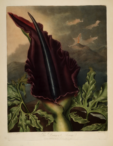 Dragon Arum. Dracunculus vulgaris [as Arum dracunculus].. Free illustration for personal and commercial use.