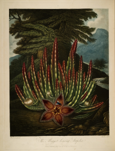 Starfish Flower, Carrion Plant. Stapelia hirsuta. Thornton, R.J., New illustration of the sexual system of Carolus von Linnaeus and the temple of Flora, or garden of nature, t. (1807). Free illustration for personal and commercial use.